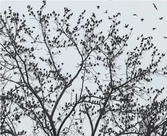  ?? JULIE JOCSAK TORSTAR FILE PHOTO ?? Birds resemble leaves as they gather on a tree in Niagara-on-the-Lake. Samantha Knight discusses tips we can all use to help protect endangered migratory birds in our own backyards.