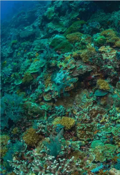  ??  ?? A green turtle swims peacefully near Mabul Island. With more than 600 species of coral and 2,000 species of reef, diving around Mabul at times can feel like floating through a living jewelry shop.