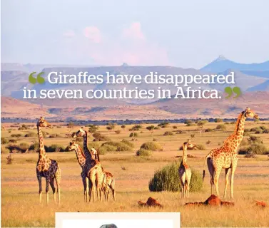  ??  ?? ABOVE: Giraffes in north-west Namibia. RIGHT: Luca and Molly in 2013, with Allan Bagonza, a Ugandan ranger who is loved by the kids.