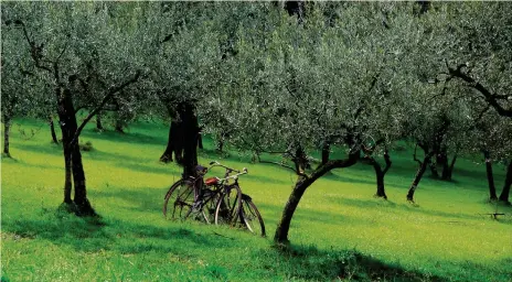  ??  ?? Sotto le fronde argentee.Pianta sacra in tutto il Mediterran­eo e simbolo di pace e forza, il ciclo di vita dell’olivo ricorda quello degli umani, fra potature necessarie, aspirazion­i di crescita, fragilità e resilienza