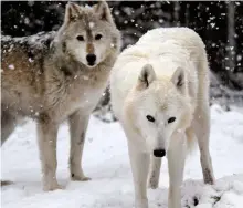  ??  ?? RESCUED: Two of the wolves at Wolf Haven in Seattle pad through the snow