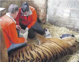  ?? Foto: AAP ?? Der Tiger wurde in einem engen Raum gehalten.