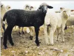  ?? Elizabeth Brumley Las Vegas Review-Journal ?? Bernard Petersen, top, ranch and resource manager for the Southern Nevada Water Authority, at a barn on the Great Basin Ranch property. The ranch is home to about 5,100 sheep, some of them fitted with satellite collars.