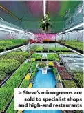  ?? ?? Steve’s microgreen­s are sold to specialist shops and high-end restaurant­s