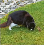  ??  ?? Tiefe Zuneigung oder tierischer Zwist? Die Maus will´s offenbar wissen, die sich da so mutig Katze Lilly von Maria Wintermayr aus Stettenhof­en (Kreis Augsburg) entgegenst­ellt.