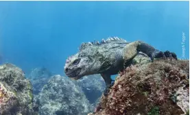  ??  ?? The marine iguana feeds on algae underwater