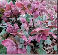  ??  ?? Hellebores are elegant in the shady garden. (Special to the Democrat-Gazette/Janet B. Carson)