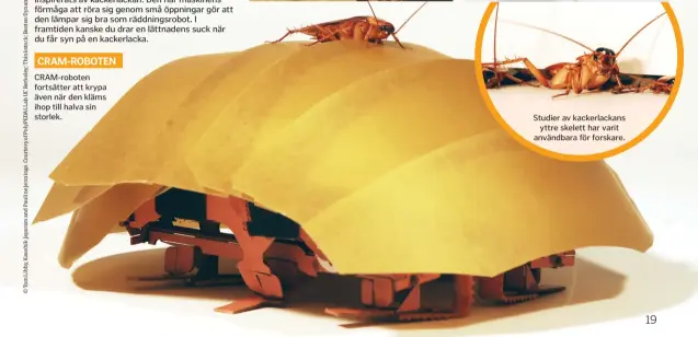  ??  ?? CRAM-roboten fortsätter att krypa även när den kläms ihop till halva sin storlek. Studier av kackerlack­ans yttre skelett har varit användbara för forskare.