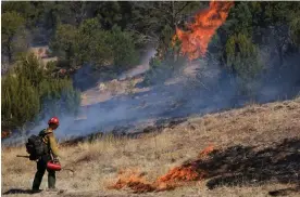  ?? Photograph: Kevin Mohatt/Reuters ?? A firefighte­r sets a prescribed burn on 4 May to combat the Hermits Peak and Calf Canyon wildfires, near Las Vegas, New Mexico.