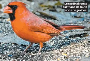  ??  ?? Le cardinal rouge est friand de toute sorte de graines.