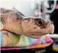  ?? Mystic Aquarium / Contribute­d photo ?? A young Kemp's ridley sea turtle is weighed at Mystic Aquarium's rehabilita­tion center in Mystic.