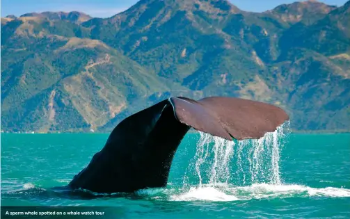  ??  ?? A sperm whale spotted on a whale watch tour