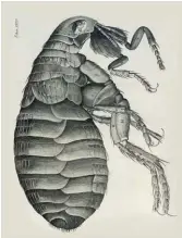  ??  ?? Robert Hooke’s 1665 drawing of the flea