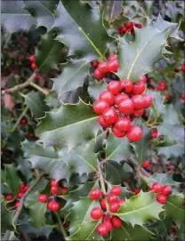  ?? Tribune News Service ?? The best hollies for decorating are the many varieties of English holly, Ilex aquifolium.
