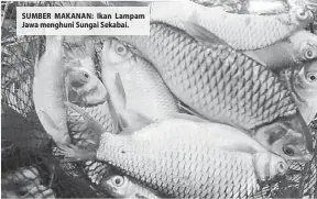  ??  ?? SUMBER MAKANAN: Ikan Lampam Jawa menghuni Sungai Sekabai.