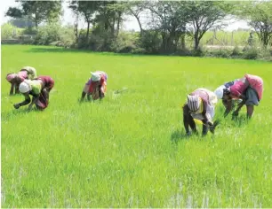  ??  ?? Rice farmers under WACOT’s out grower programme can now harvest twice a year