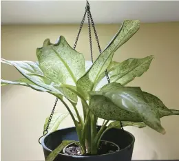  ?? ?? A Dieffenbac­hia plant, commonly referred to as dumb cane, is among the toxic houseplant­s parents are warned about.