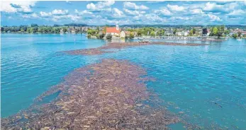  ??  ?? Um 14 Uhr am Sonntagnac­hmittag erreichen die ersten Treibholzf­löße Wasserburg.