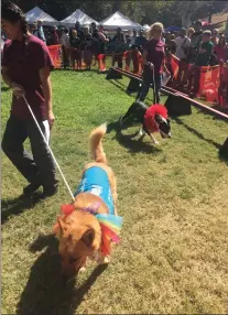  ?? Matt Fernandez/The Signal ?? Some furry friends strut their stuff during the Adopt-a-Pet parade at the 18th Annual Bow-Wows &amp; Meows Pet Fair.