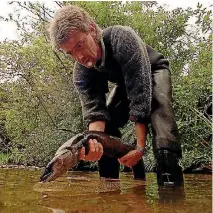  ?? PHOTO: FAIRFAX NZ ?? Niwa biologist Ben Chisnall tags a longfin eel threatened with extinction.