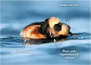  ??  ?? Rusty flanks
Golden ‘ear tufts’
Short, paletipped black bill; red eyes