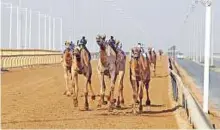  ?? Courtesy: Organiser ?? The eight-day event featured three rounds of races for both Laqaya and Yeatha camels.