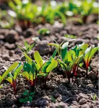  ??  ?? Beetroot can be grown from seed either in seed trays or sown directly in the vegetable beds.