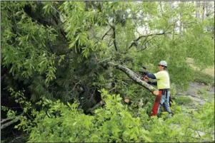  ?? The Sentinel-Record/Richard Rasmussen ?? CLEANING UP: Urban Forestry employee Fred Padilla on Monday cuts up a tree that fell across the street at 100 Deanwood Terrace Sunday night.