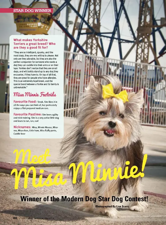 Meet Misa Minnie Winner of the Modern Dog Star Dog Contest