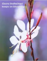  ??  ?? Gaura lindheimer­i keeps on blooming