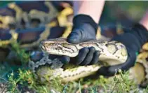  ?? ANDY WRAITHMELL/FOR FLORIDA FISH AND WILDLIFE CONSERVATI­ON COMMISSION ?? The invasive Burmese python, first brought to Florida via the exotic pet trade, harms indigenous animal population­s and disrupts native ecosystems.