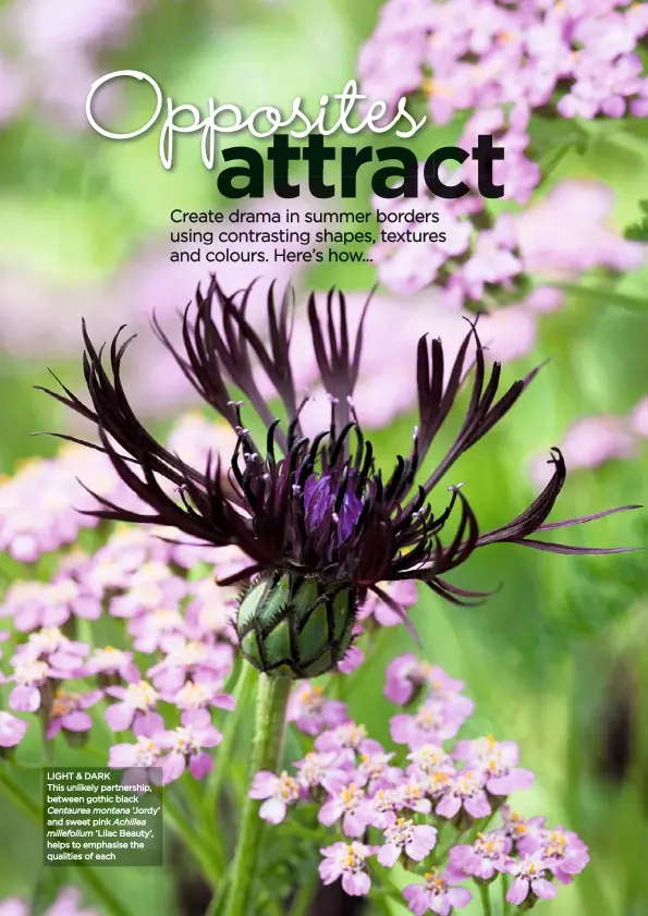  ??  ?? LIGHT & DARK This unlikely partnershi­p, between gothic black Centaurea montana ‘Jordy’ and sweet pink Achillea millefoliu­m ‘Lilac Beauty’, helps to emphasise the qualities of each