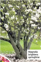  ??  ?? Magnolia brightens springtime
