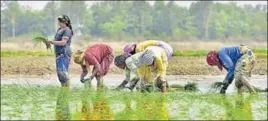  ?? HT FILE ?? Dailywager­s working in a field near Verka village on the outskirts of Amritsar.