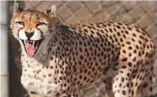  ?? AFP ?? A network of 92 specially trained park wardens cover a total of six million hectares to protect cheetahs in Iran.