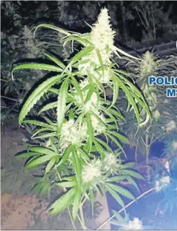  ?? G. H. ?? Imagen de la marihuana facilitada por la Policía Nacional.