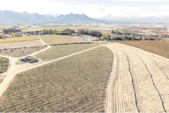  ?? ?? This aerial view shows vineyards (left) and newly planted vines (right) at the Reyneke vineyard farm.