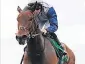  ??  ?? GER Lyons will decide soon whether to aim classy four-year-old sprinter Ardhoomey (above) at Haydock’s Temple Stakes next weekend or wait for Royal Ascot’s King’s Stand Stakes.