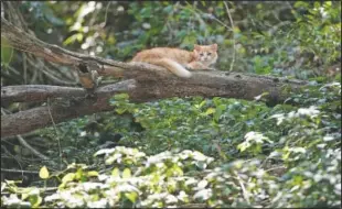  ??  ?? A cat rests on a tree branch on the Island.