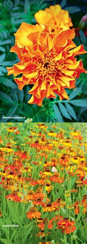  ??  ?? FRENCH MARIGOLD SNEEZEWEED