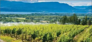  ?? Depending on the year, between 80 and 90 percent of Kelowna farmers use less than their city-supplied water allotment for irrigation. About three dozen have used over the limit, but they won’t be able to do so this year. ?? CITY OF KELOWNA PHOTO