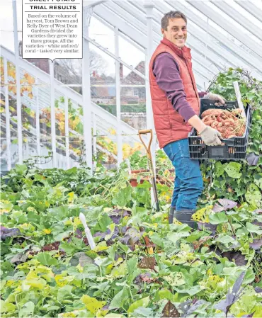  ??  ?? WEST DEAN
SWEET POTATO
TRIAL RESULTS Based on the volume of harvest, Tom Brown and Kelly Dyer of West Dean Gardens divided the varieties they grew into three groups. All the varieties – white and red/ coral – tasted very similar.