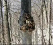  ?? LEE REICH VIA AP ?? This undated photo shows a tree with a trunk burl in Rosendale, NY. The fat burl developing on this tree, which does it little or no harm, is valued by woodworker­s for its swirling grain.