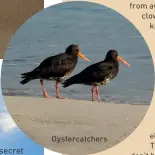  ??  ?? Oystercatc­hers