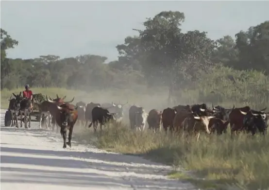  ??  ?? Farmers move cattle within the area ReconAfric­a has gained rights to. Climate scientists warn that in just 30 years, unless aggressive mitigation efforts are imposed, the way of life in Kavango will be untenable.