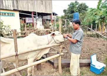  ?? AGRICULTUR­E MINISTRY ?? A cow is vaccinated in Kratie province last month.