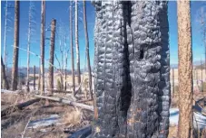  ?? EDDIE MOORE/JOURNAL ?? Trees burned by the Las Conchas Fire in 2011 still stand near the Valles Caldera National Preserve in the Jemez Mountains. Northern New Mexico is experienci­ng dry conditions heading into the 2017 fire season, but weather experts say that could change.