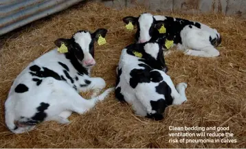  ??  ?? Clean bedding and good ventilatio­n will reduce the risk of pneumonia in calves