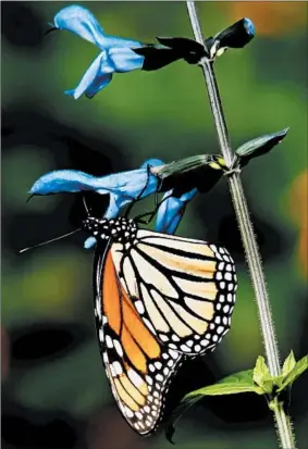  ?? NORMAN WINTER ?? Monarchs are among several species of butterflie­s that will feast on Rockin’ Blue Suede Shoes salvia.