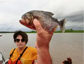  ??  ?? Someone actually caught a piranha in the river! Don’t worry, it was released back into the water.